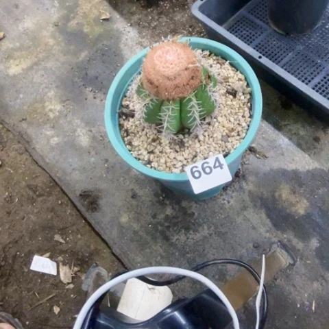 664层云一物一图如图