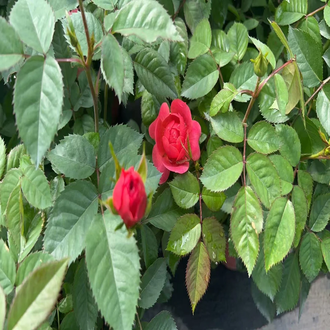 【红苹果】1加仑盆多棵扦插月季花直播四季开放修剪趣味花卉绿植