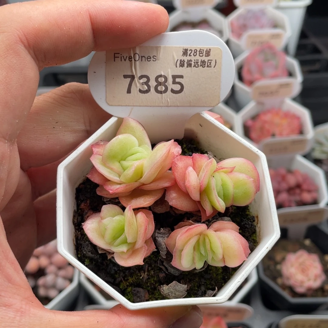 冰玫瑰7385-6厘米