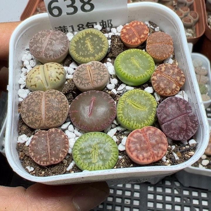 【闪购商品】 638。