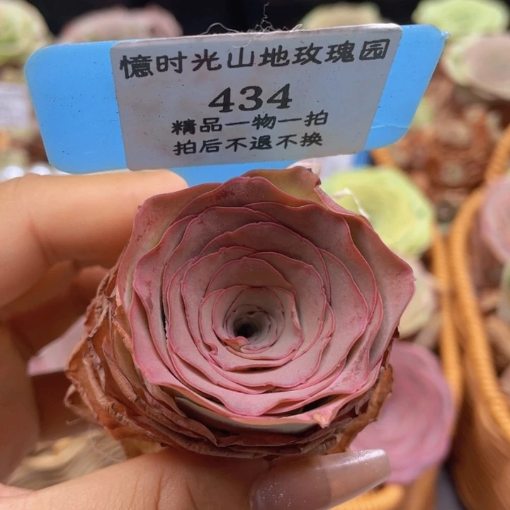 山地玫瑰434裸根发货不售后