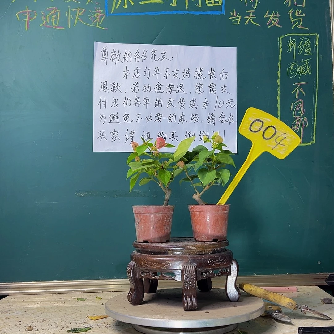 当前无花栽培后可以开花 橙粉公主掌中宝 暗斑丽人掌中宝 004
