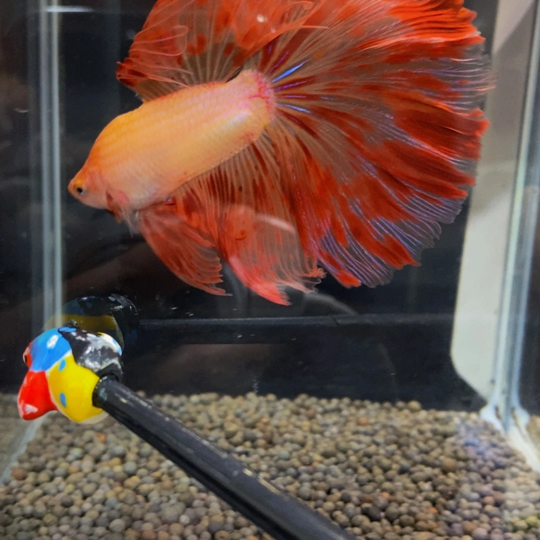 斗鱼325巨斗1111111