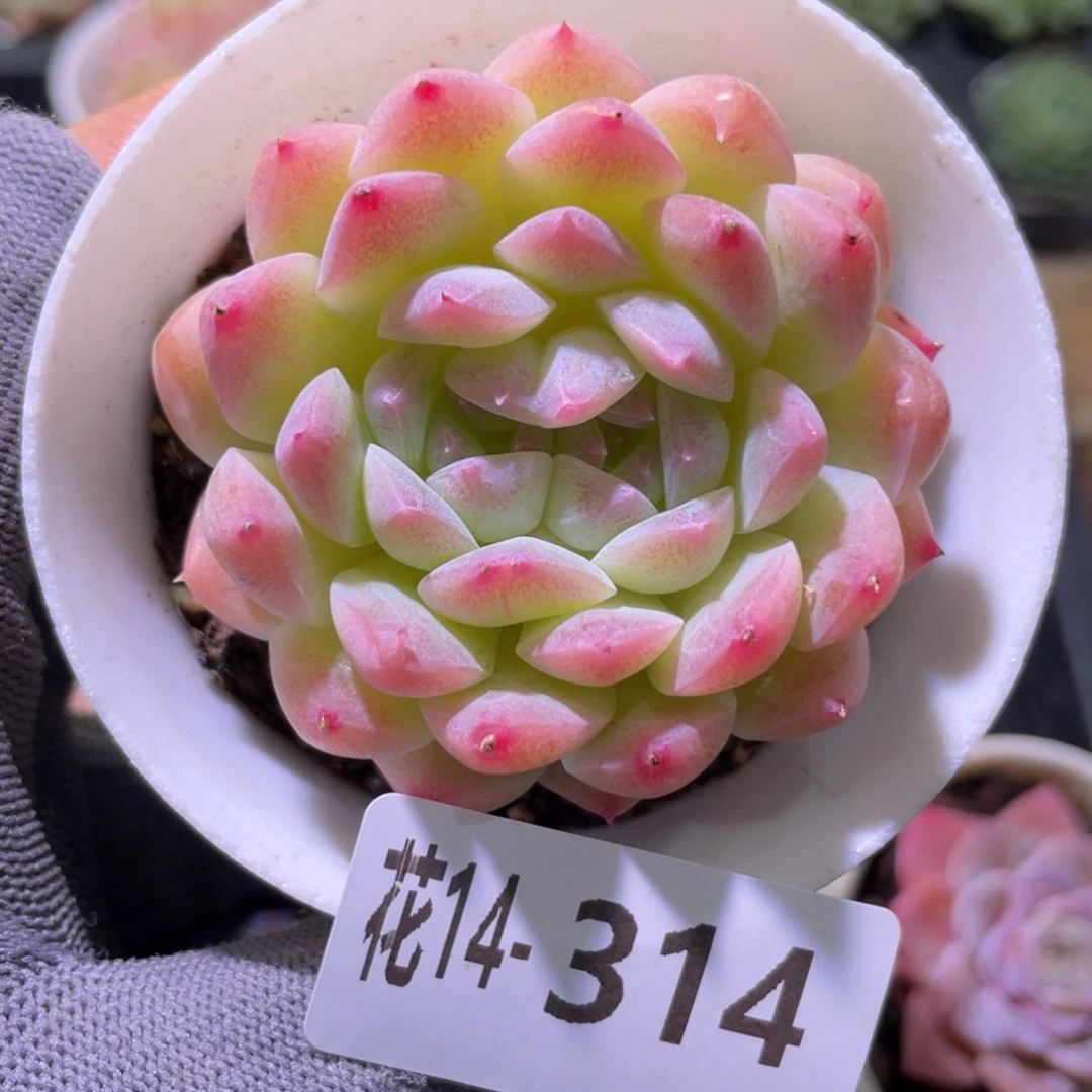 花利美14-314糖心新品