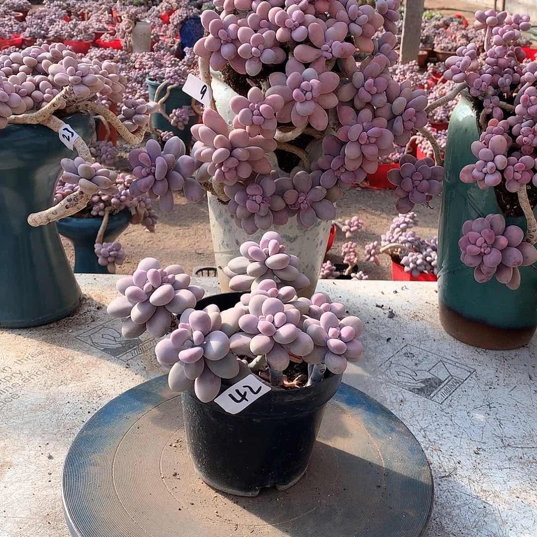 42一物一拍桃蛋老桩