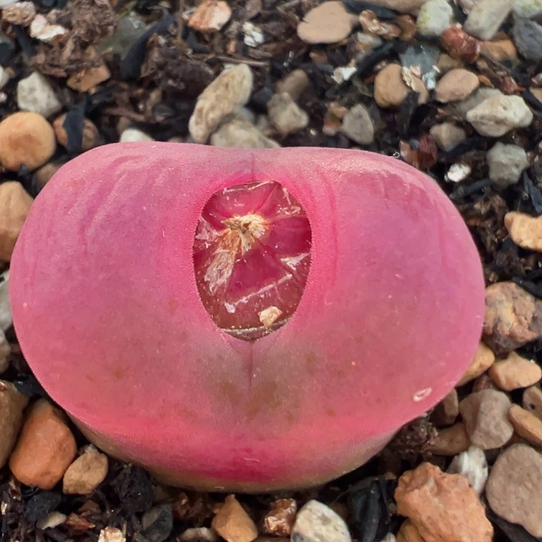 145多肉植物百科知识