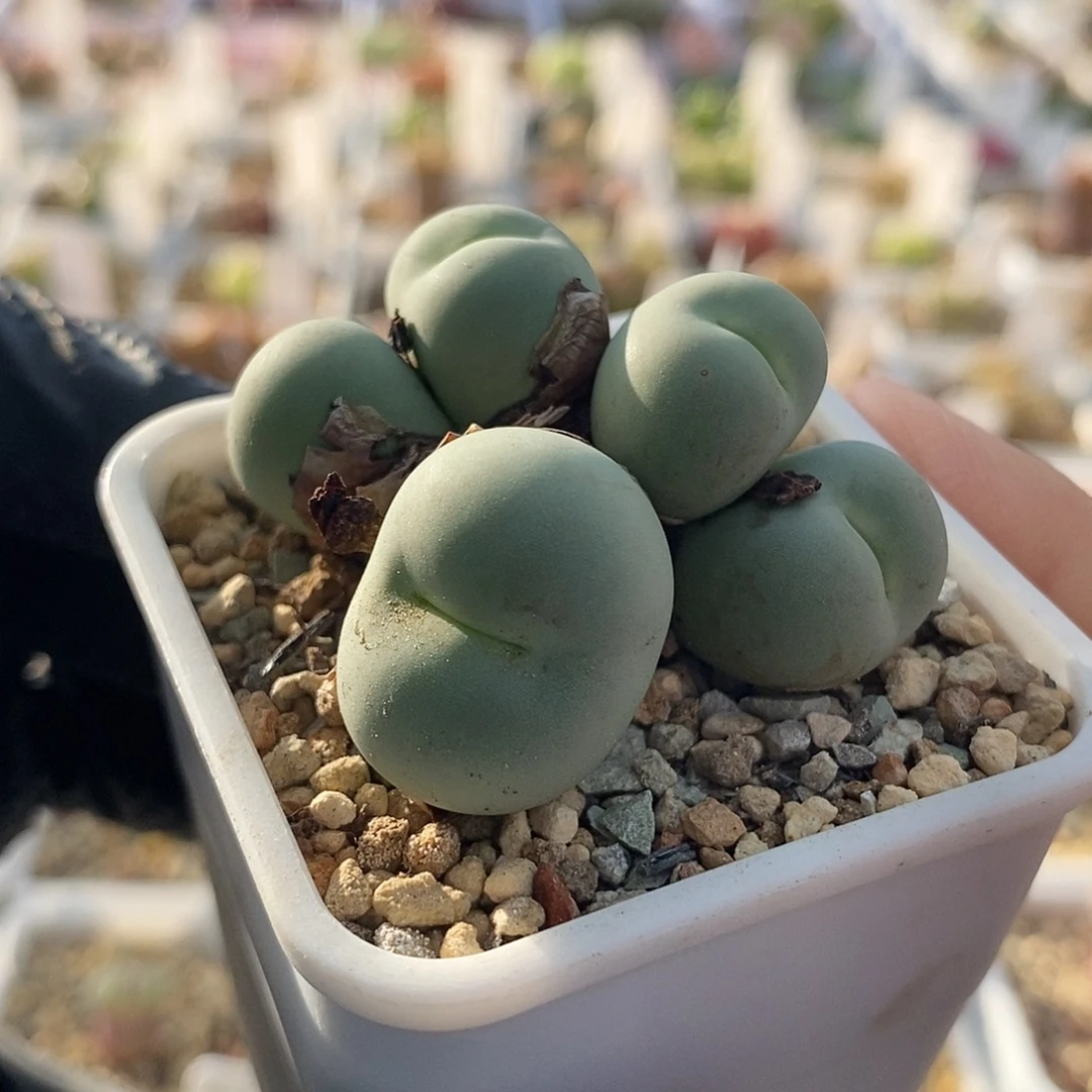 一物一拍鸽子蛋群生5头