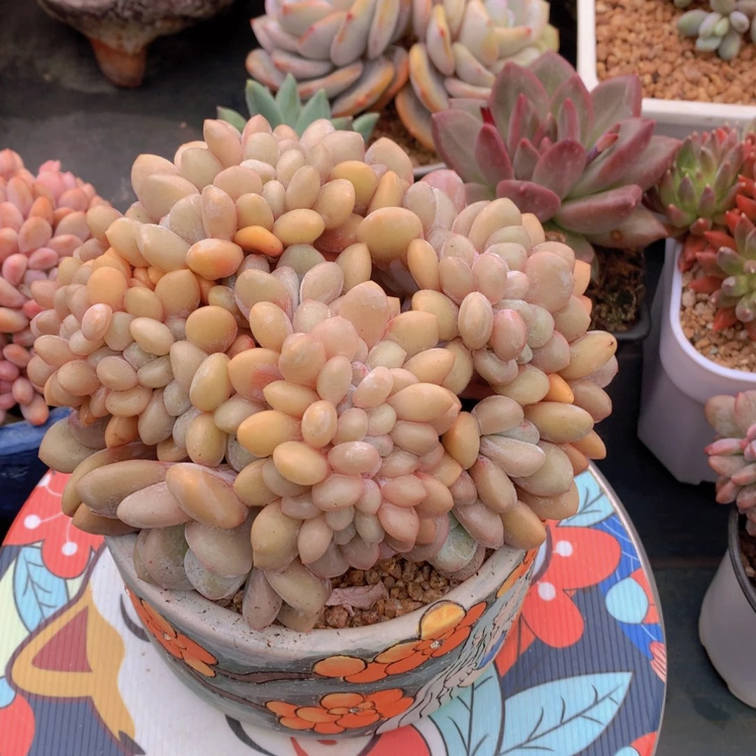 雨**行我们家的小仙女们！