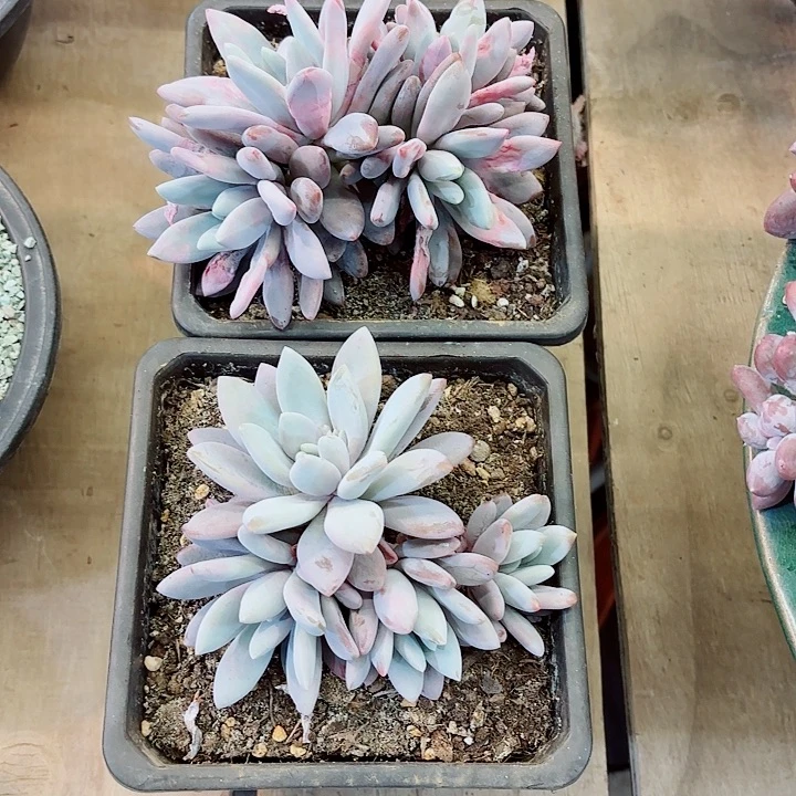 橙龙精品多肉群新粉体验价