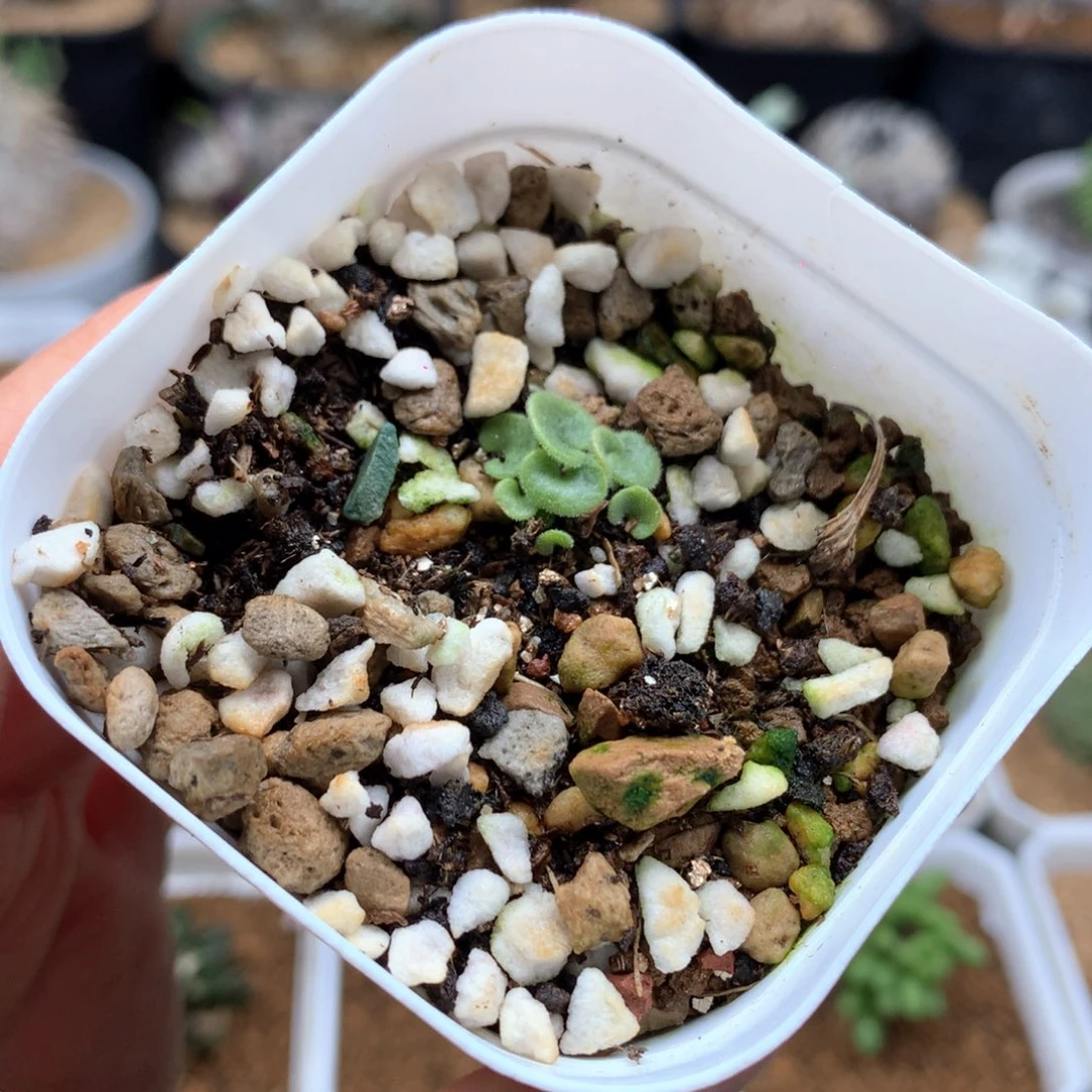 C*?猪耳朵带盆多肉