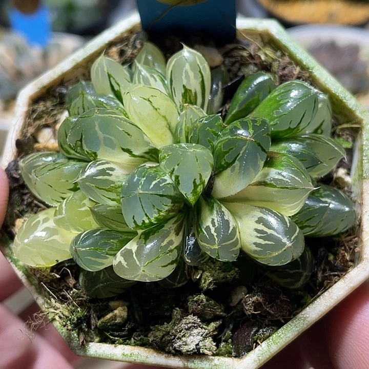 534水晶实生锦三头福利