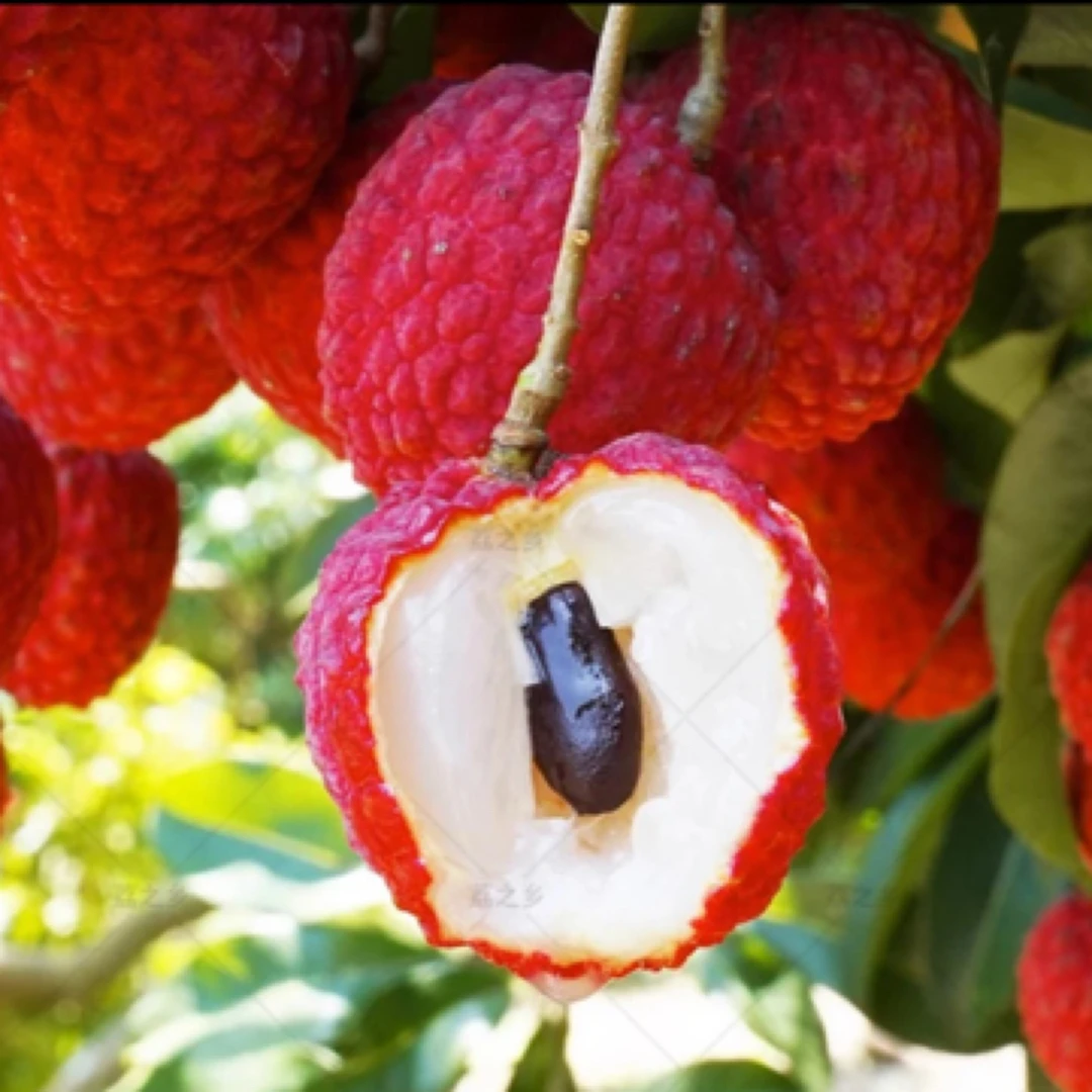 非常罕见的荔枝仙进奉荔枝300g(单果22+)口感无敌嫩甜荔枝同城送