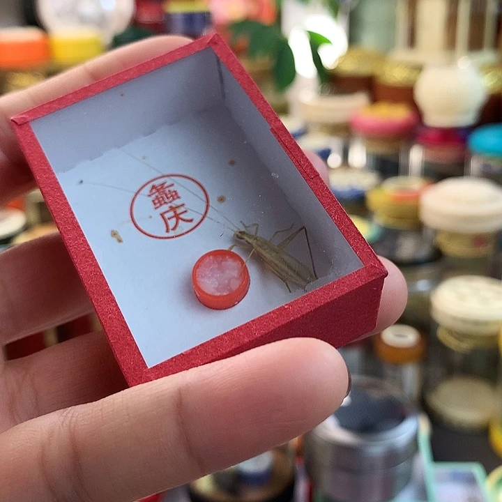 蟋蟀柬埔寨中须两只