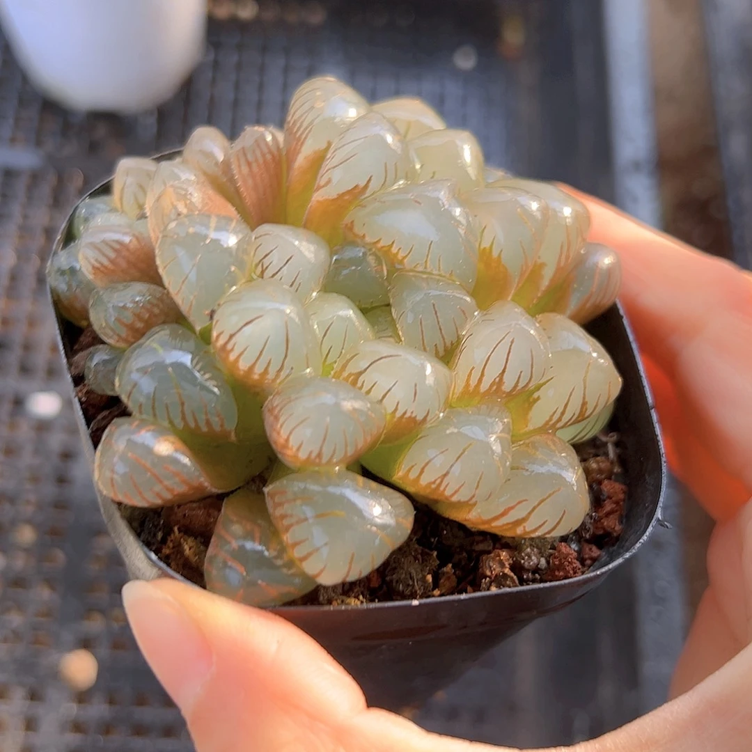 大冰灯玉露多肉一颗