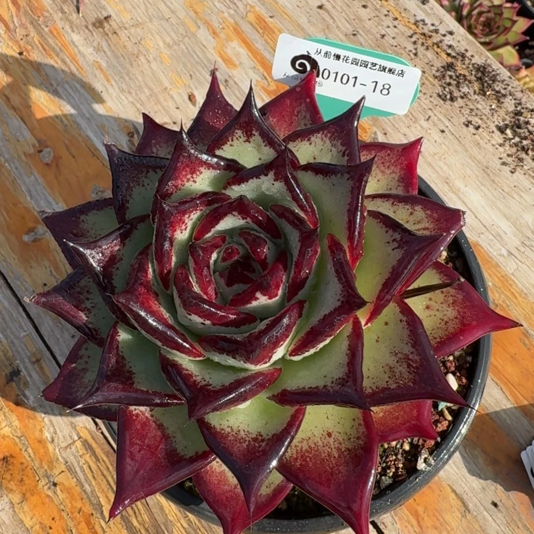 从前慢花园多肉编号0101-18