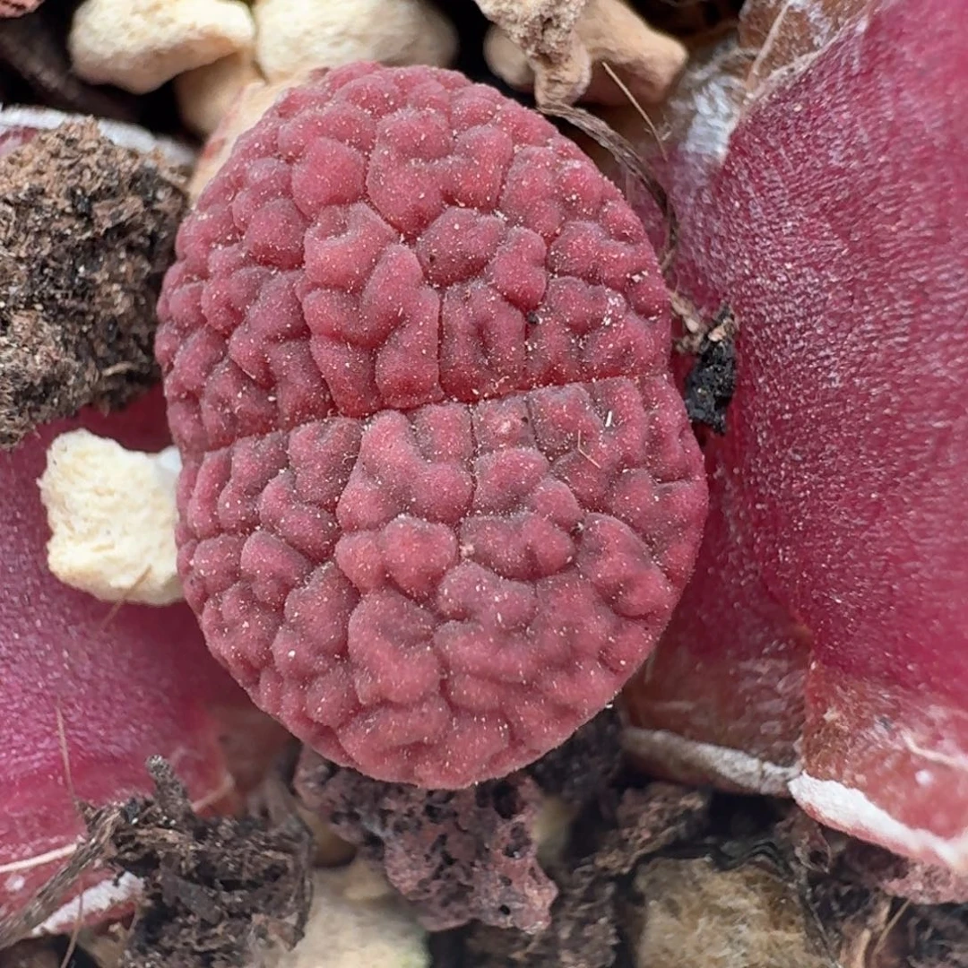 70带盆土发货玫瑰00000