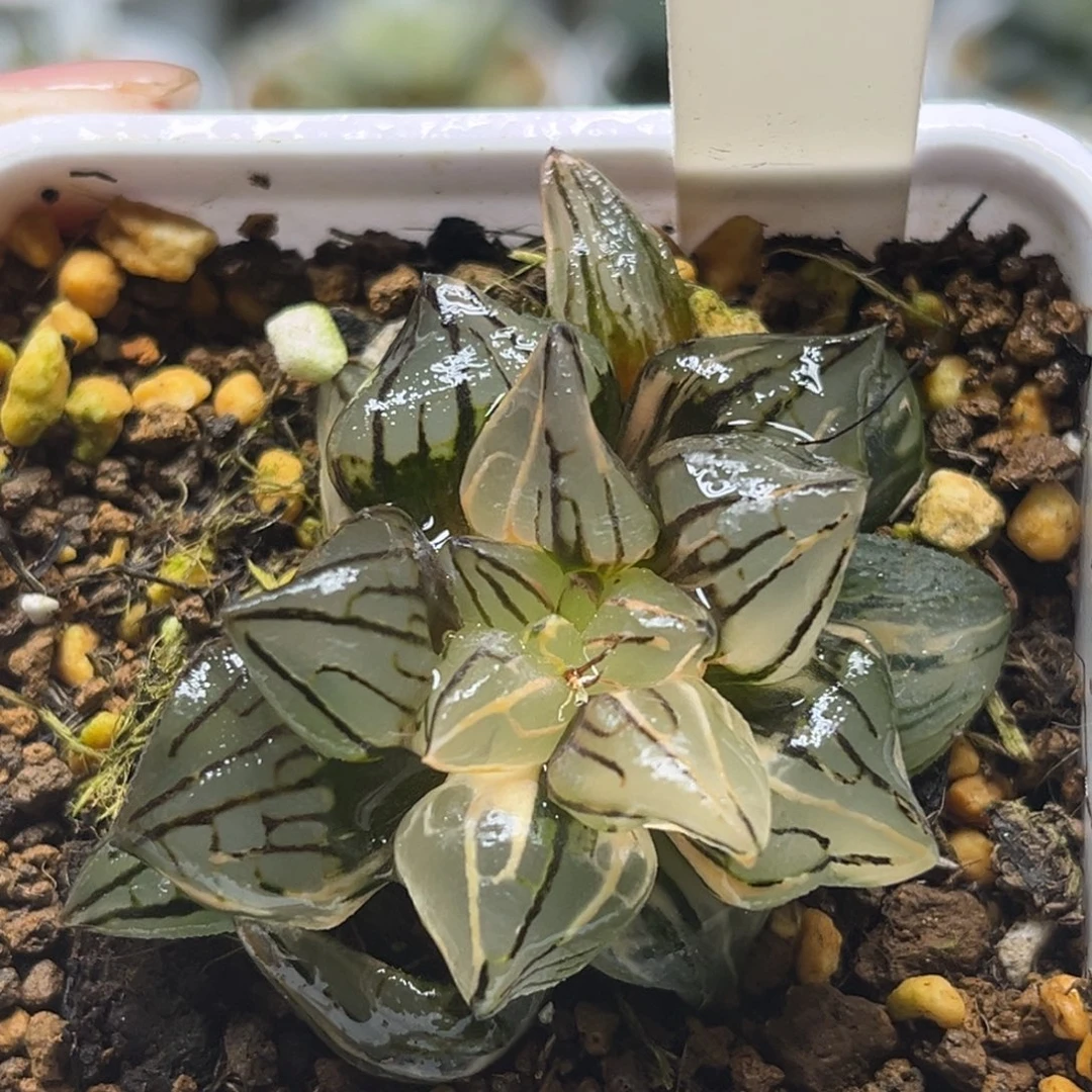 102西瓜寿锦福利专场