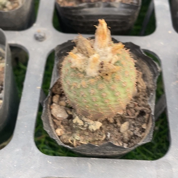 单头貂之子满25包邮