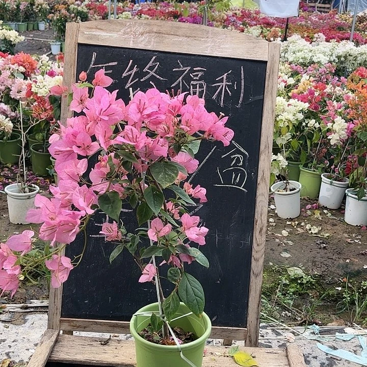 完全开放三角梅橙粉公主