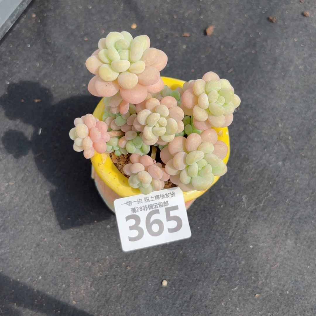 韩系洛可可无盆土发货