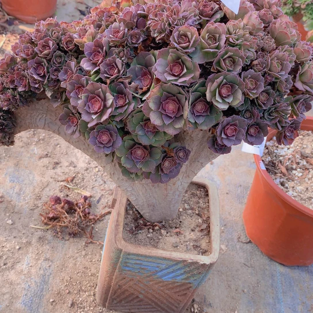 W*W万圣节万圣节600号