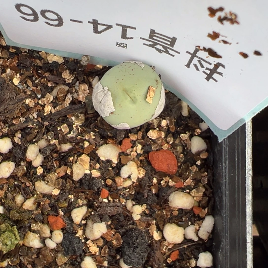 14-66肉锥多肉植物，