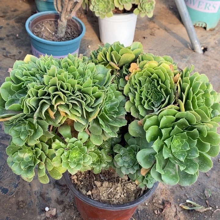 绿羊绒缀多肉植物3。