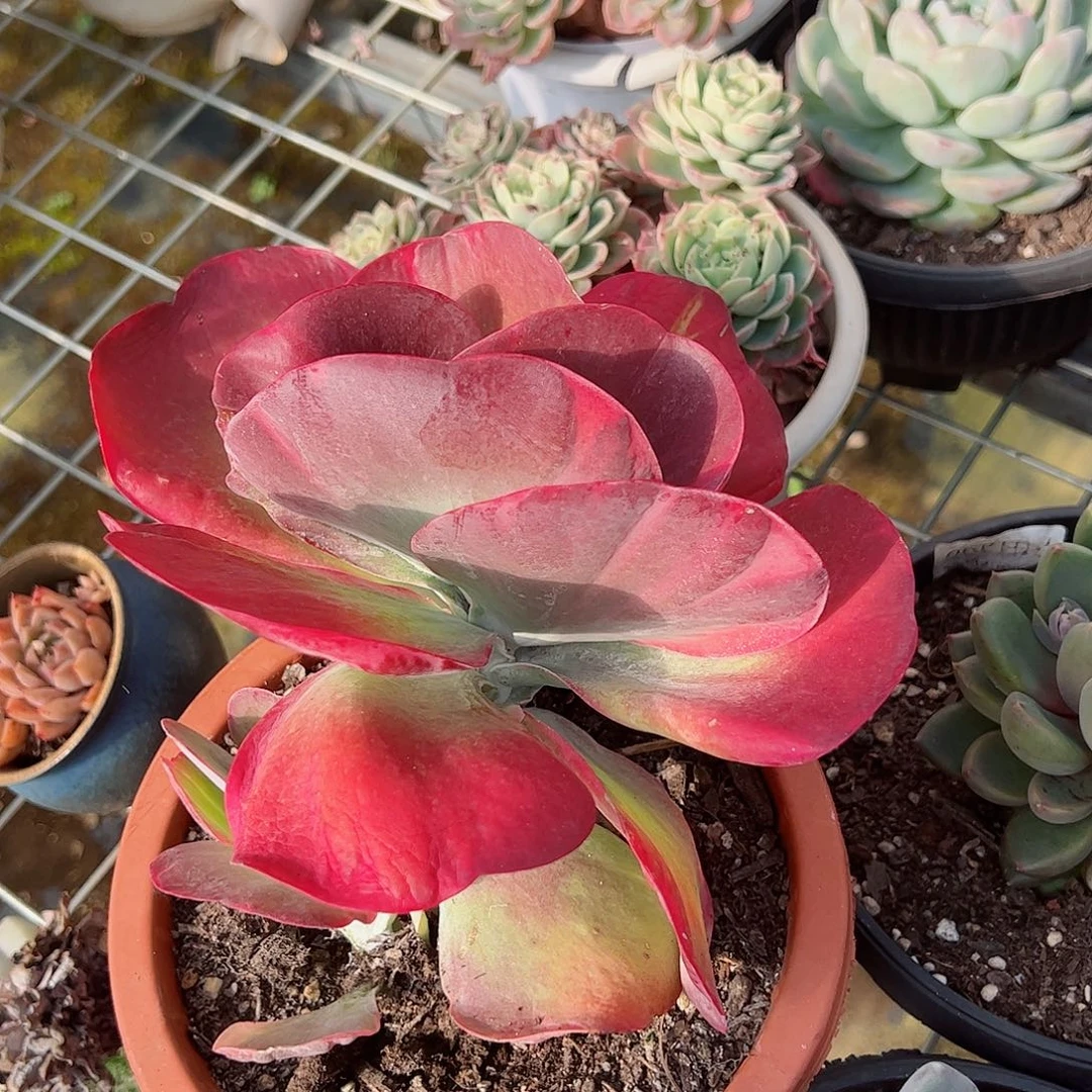 唐印锦单头带仔大盆