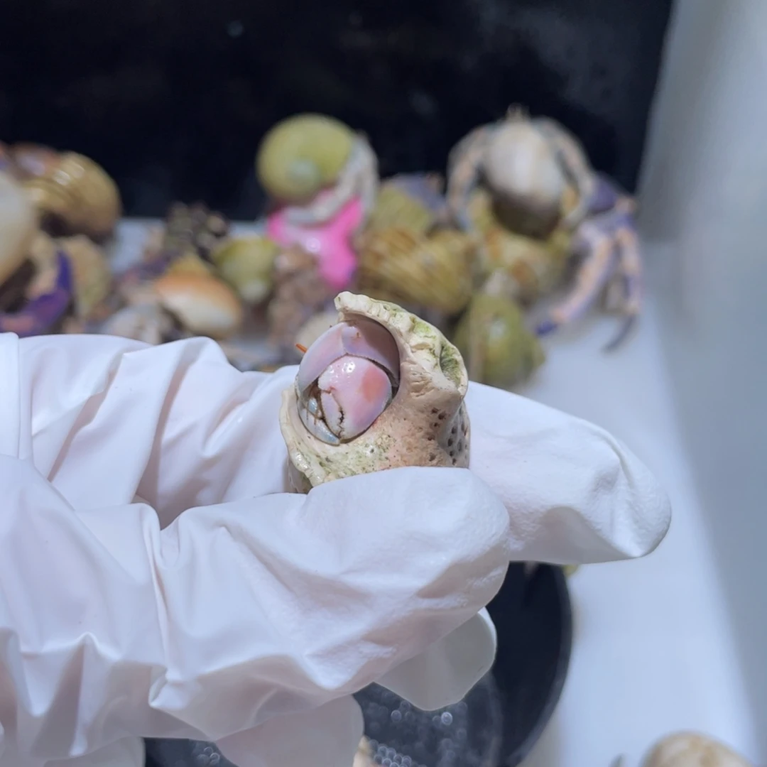 W1 紫陆粉白色1.3口一只崽专拍