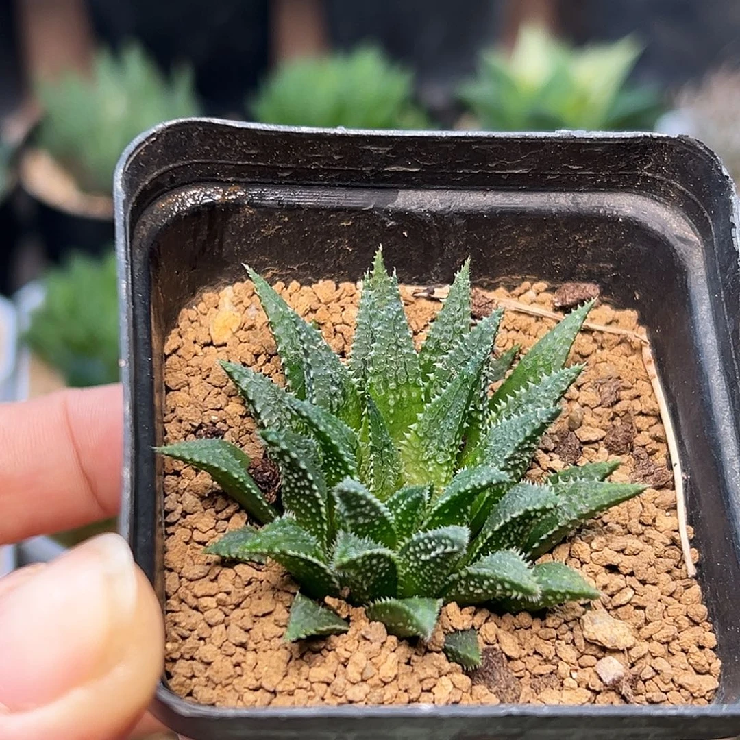 莫瑞莎稀有十二卷一颗