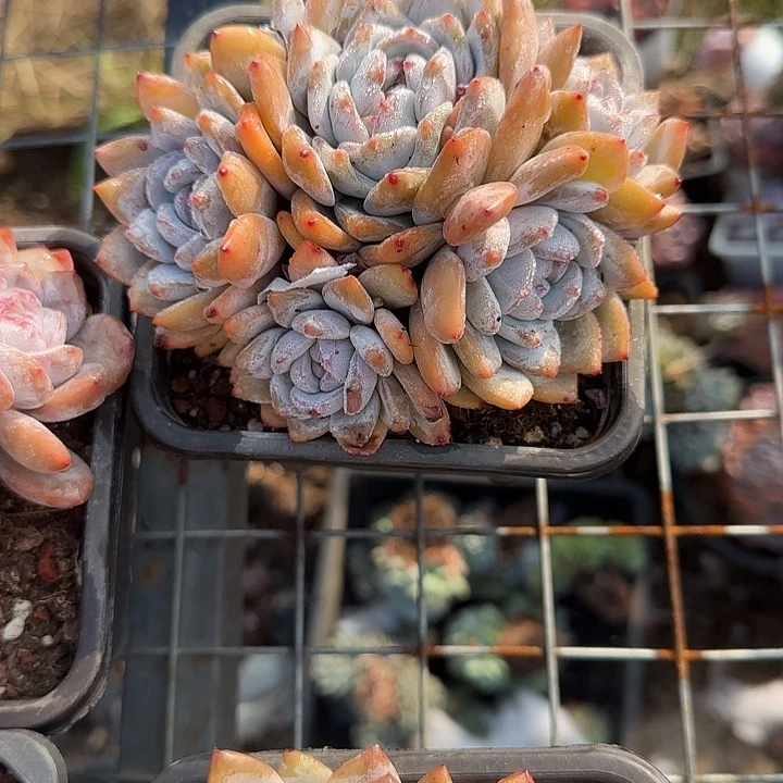 ****乐青蛙王子儿童牙膏套装11