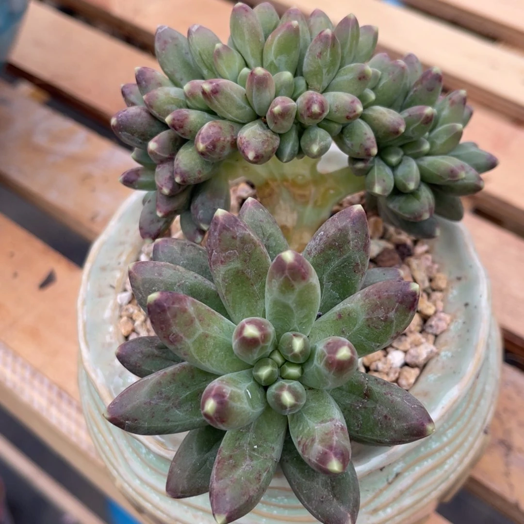 用****33737378338353883