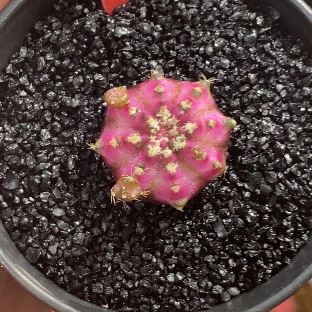 精品海神—脱土发货18