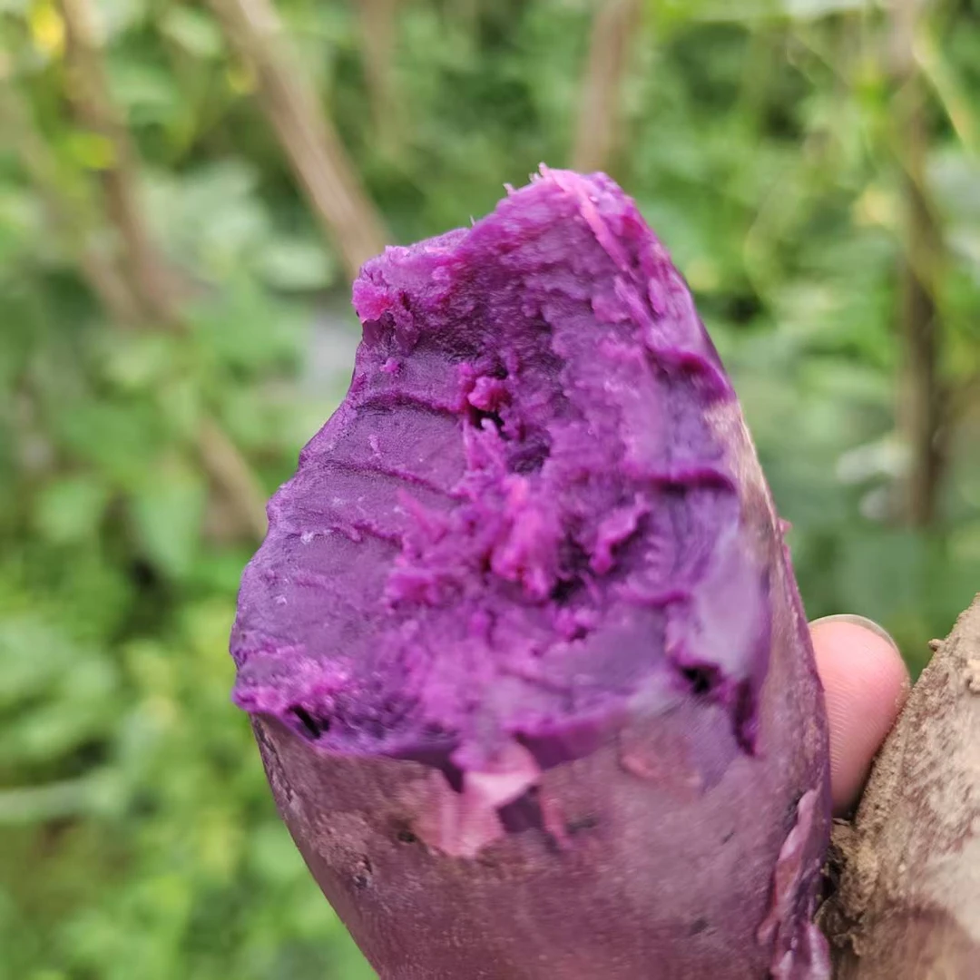 【封开特产】肇庆封开紫薯番薯