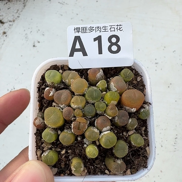 18多肉植物多肉植物