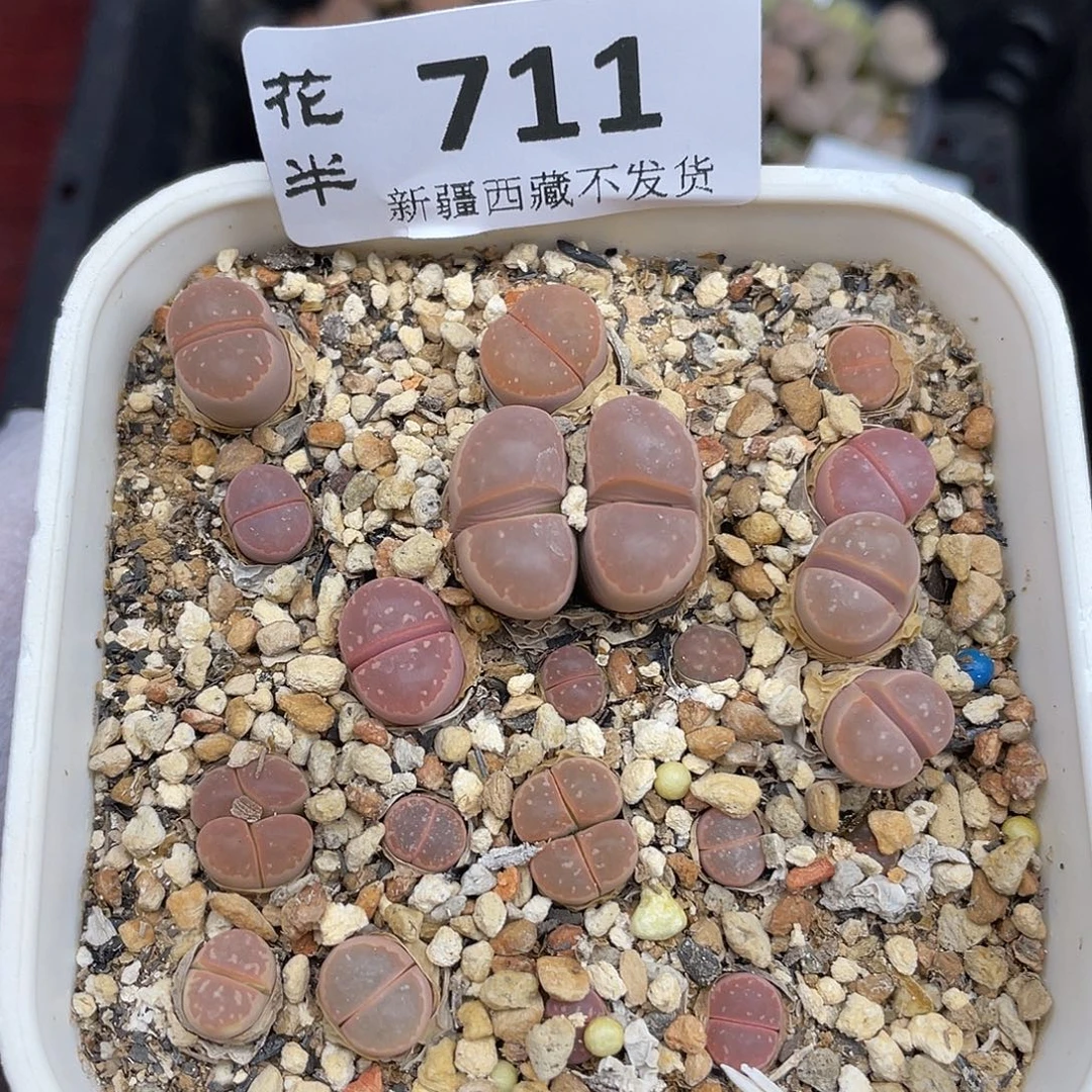 睿***主71100000花花花哈花