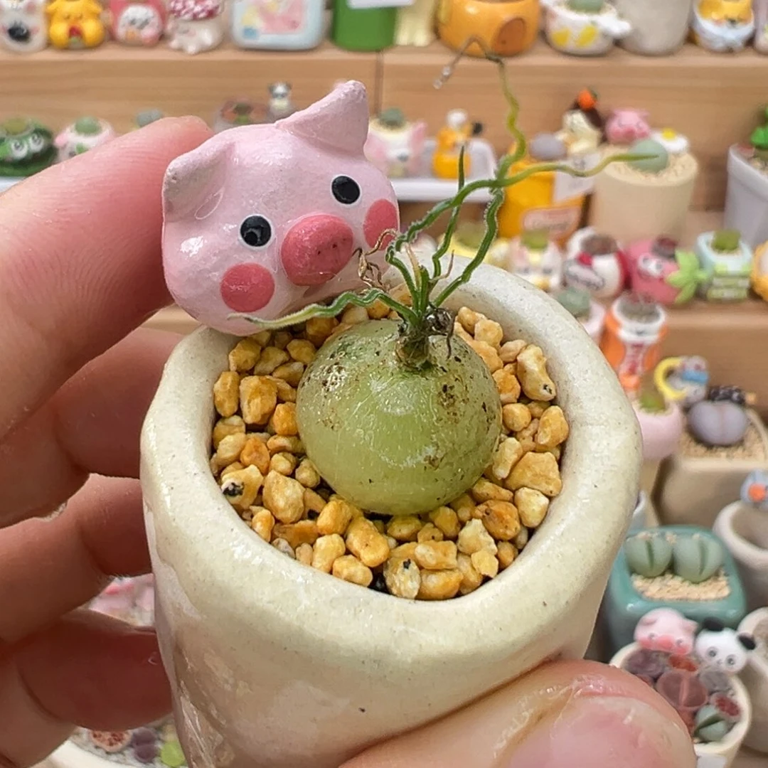 多肉植物43号泰迪海葱