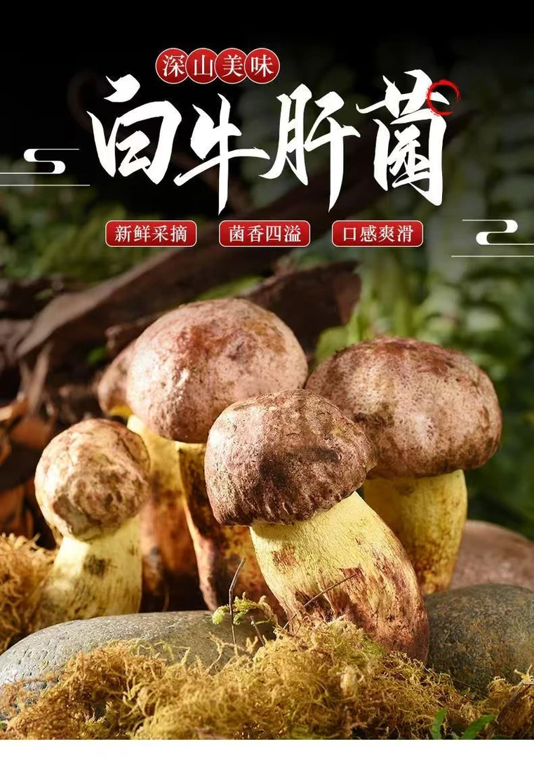 云南白葱牛肝菌白牛肝新鲜美味深山特产食用菌