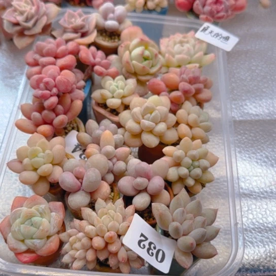 夏**鱼专拍专拍专拍专拍