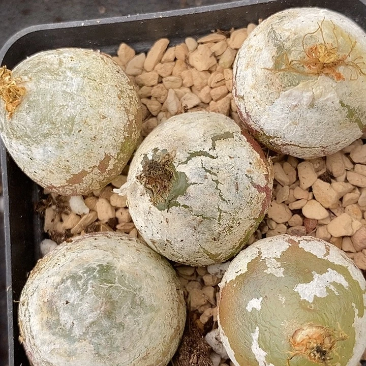 1010母本大灯泡5颗有伤