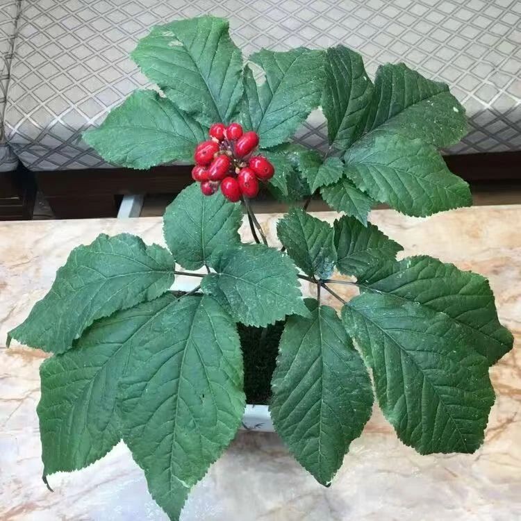 长白山人参盆栽带土带盆人参苗新奇绿植人参种植苗子阳台植物活苗