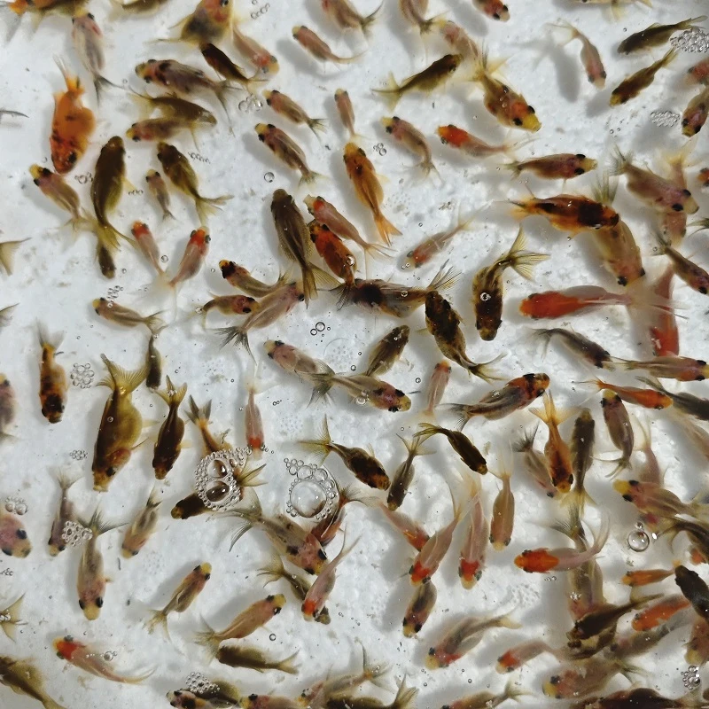 金鱼苗观赏鱼冷水鱼淡水鱼好养小金鱼兰寿蝶尾黑龙鹤顶红需打氧