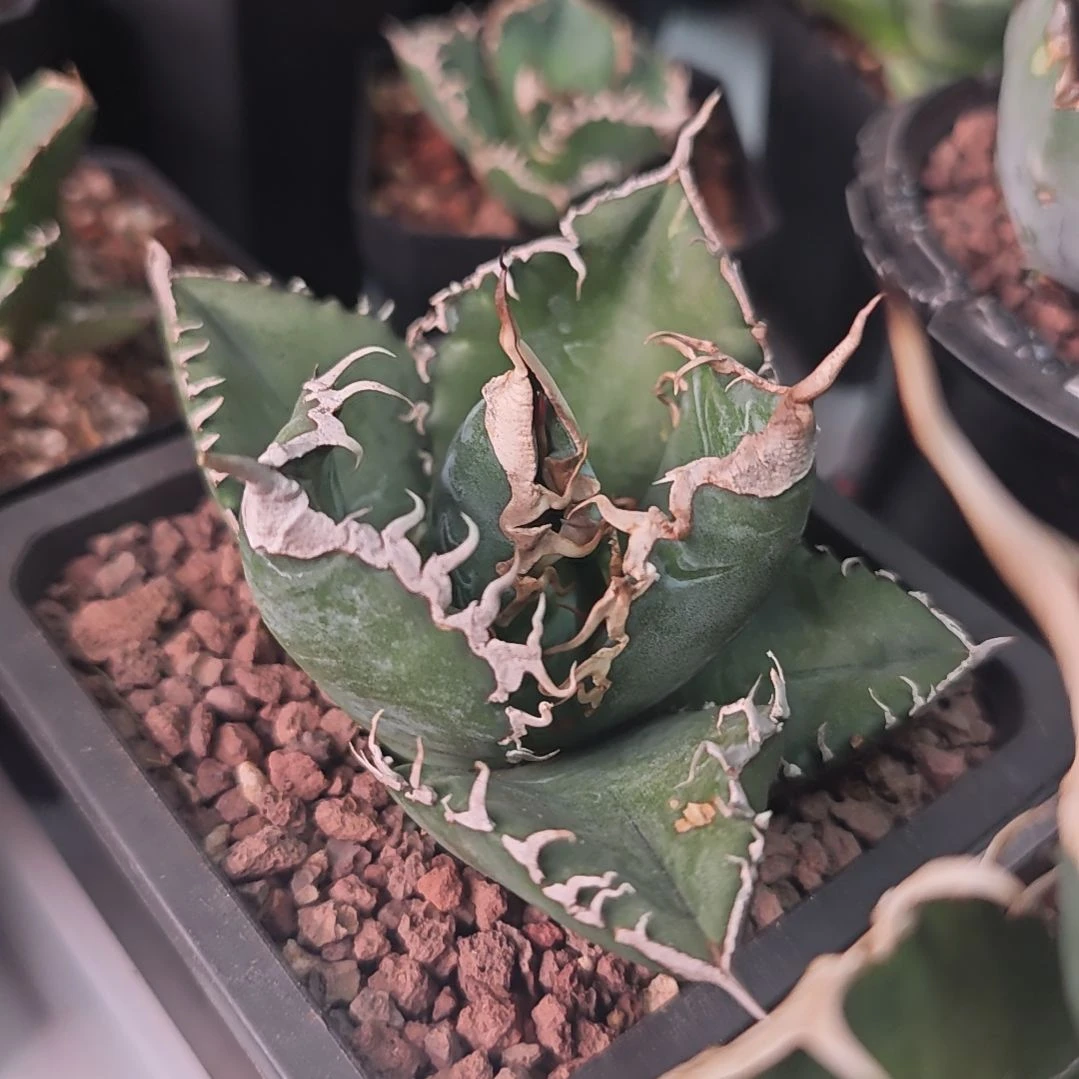 美杜莎仁王冠龙舌兰