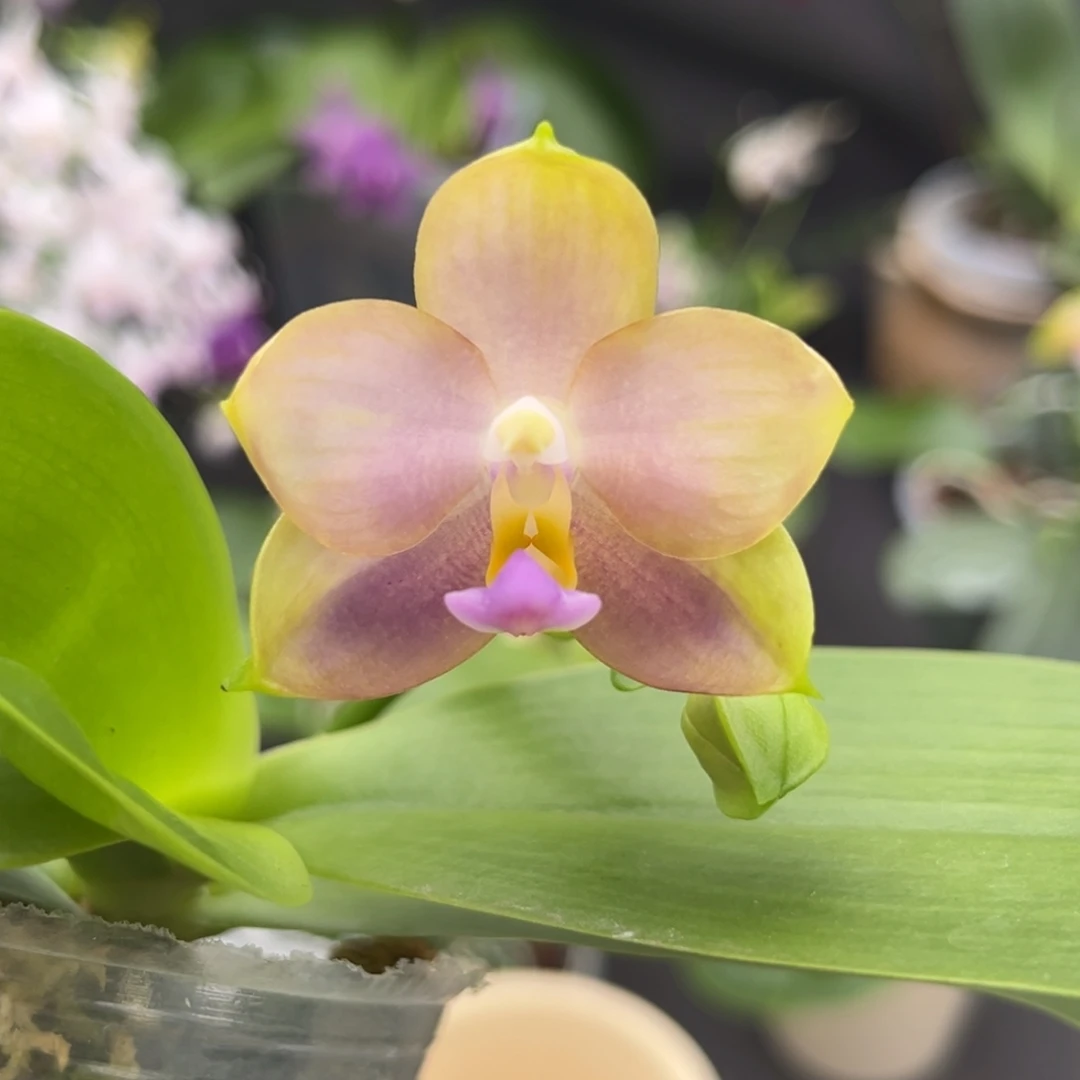 完全开放2.5寸yc208开花株