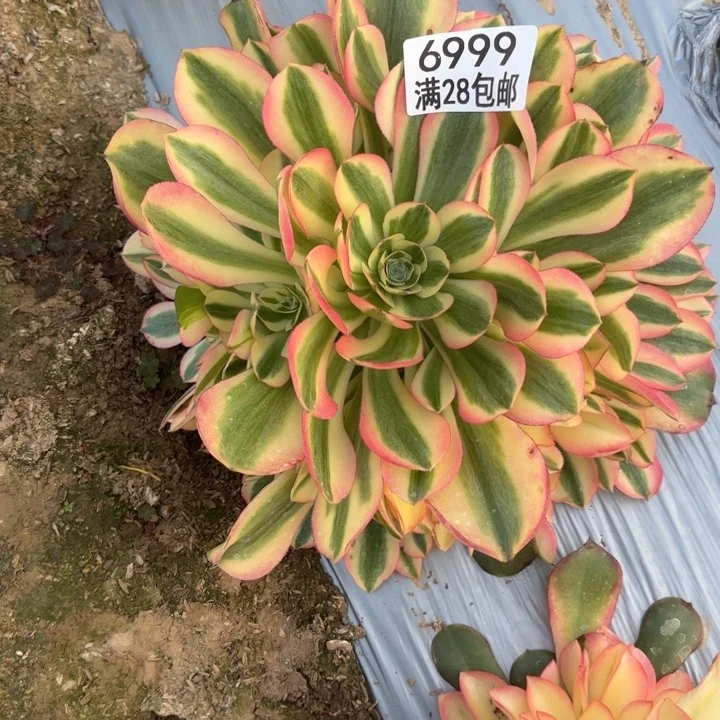 ?****?S.  6999香妃多肉