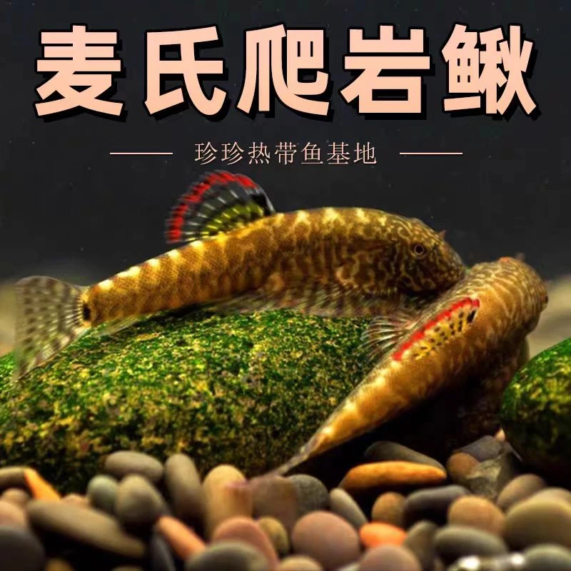 麦氏吸鳅冷水淡水观赏鱼除藻净化鱼缸清洁工具原生鱼