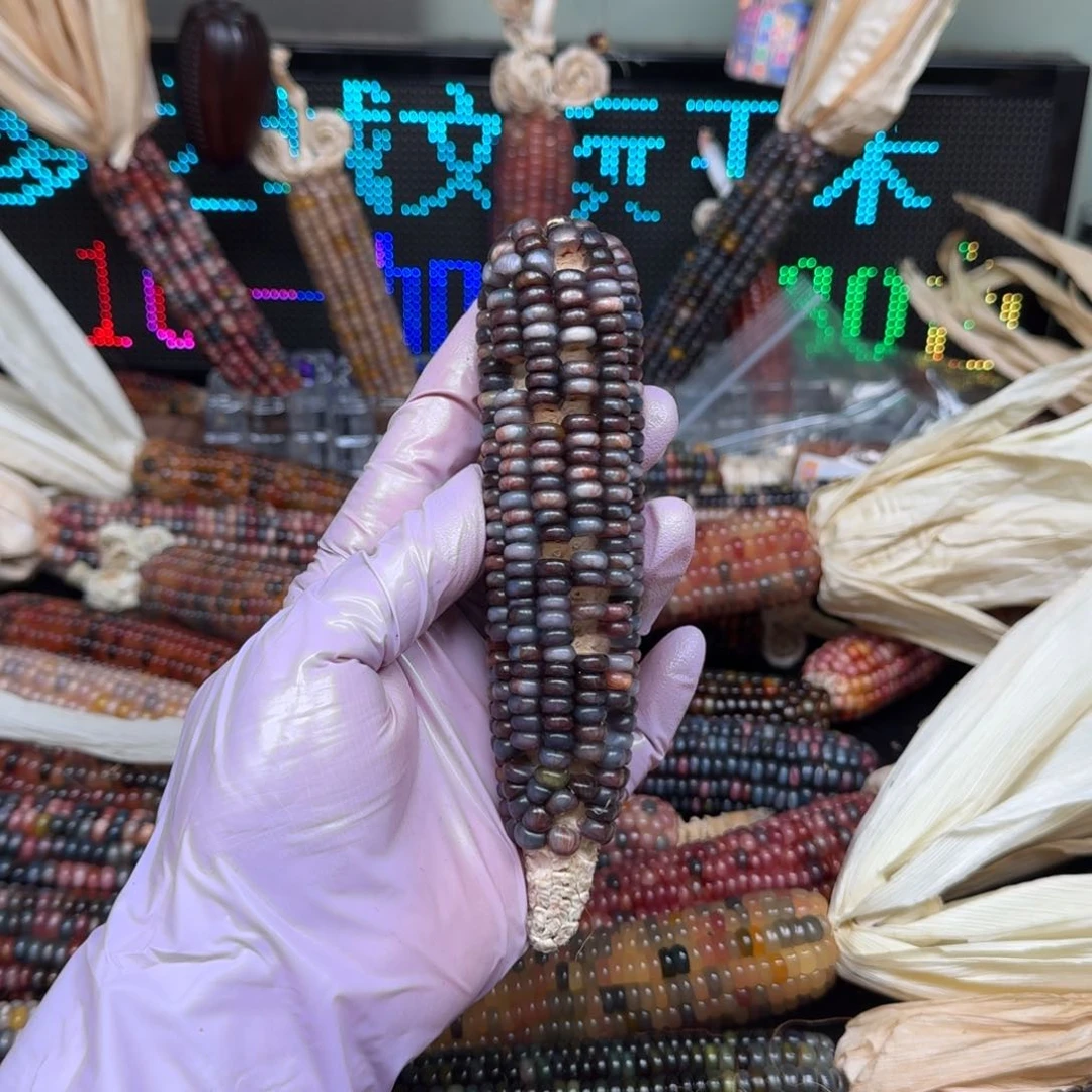 柏香籽/百香籽吊坠女****瞳