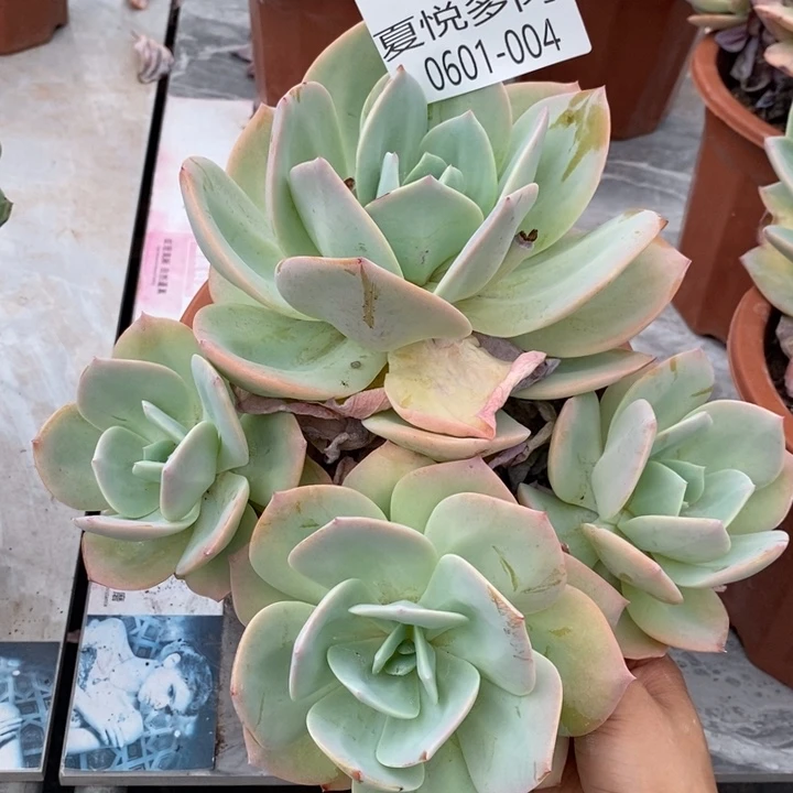 夏悦多肉0601-4白凤