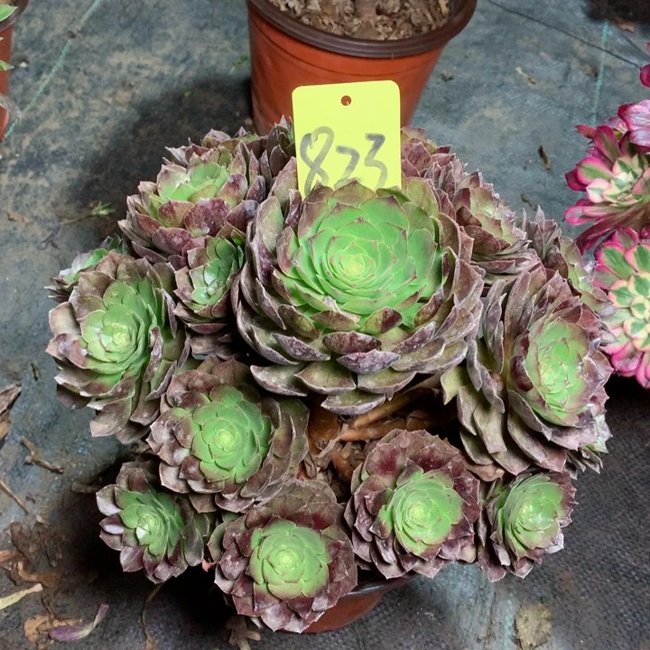 823黑魔多肉一物一拍