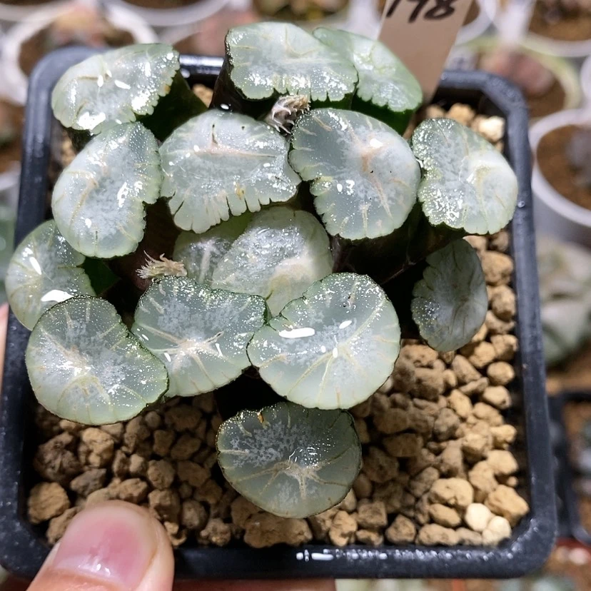 【闪购商品】198马萨林